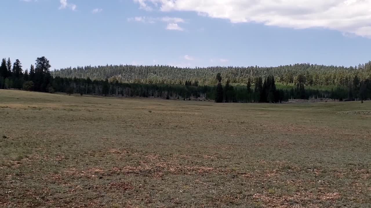 bosque de montaña y panorama de prados abiertos