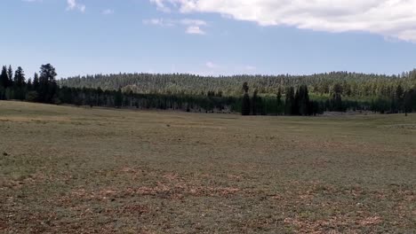 mountain forest and open meadows panorama