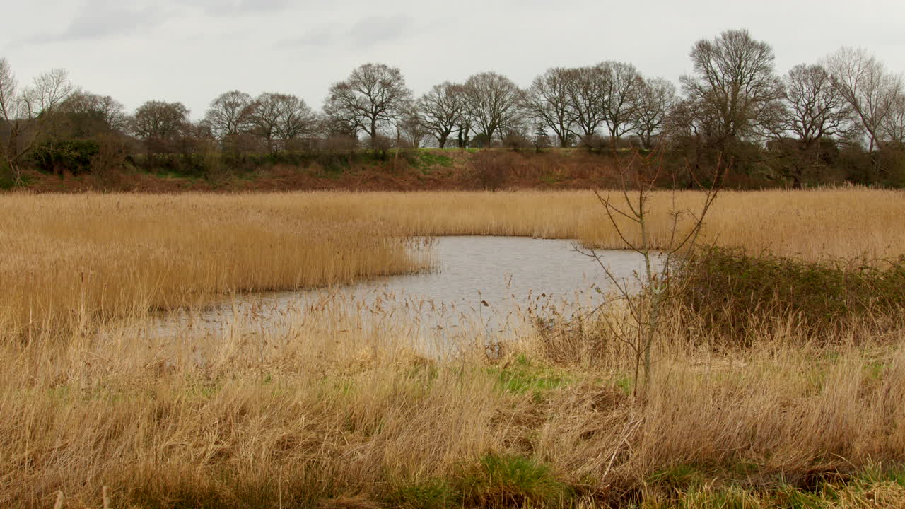 tomada amplia de una reserva natural de humedales de caña con árboles en el fondo al lado del río hormiga cerca del puente ludham