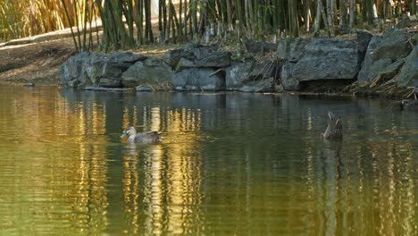pato nadando y buceando para pescar en el parque jardín botánico en brisbane - pato buceando bajo el agua a cámara lenta