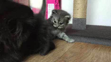 kittens