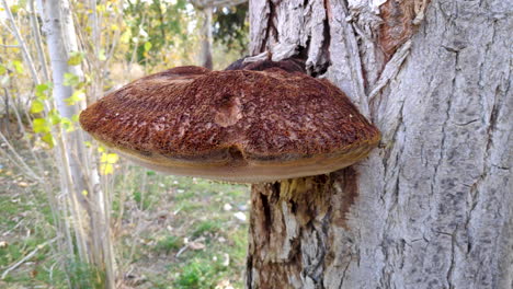 large brown mushroom on tree trunk