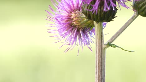 bee bumblebee on thistle, cirsium heterophyllum , close-up shallow depth of field