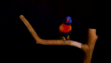 Rainbow-lorikeet--on-wooden-perch-on-black-background