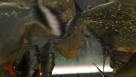 worlds best known fresh water fish, the red bellied piranha, close up