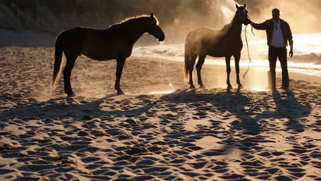 horses on the beach at sunset
