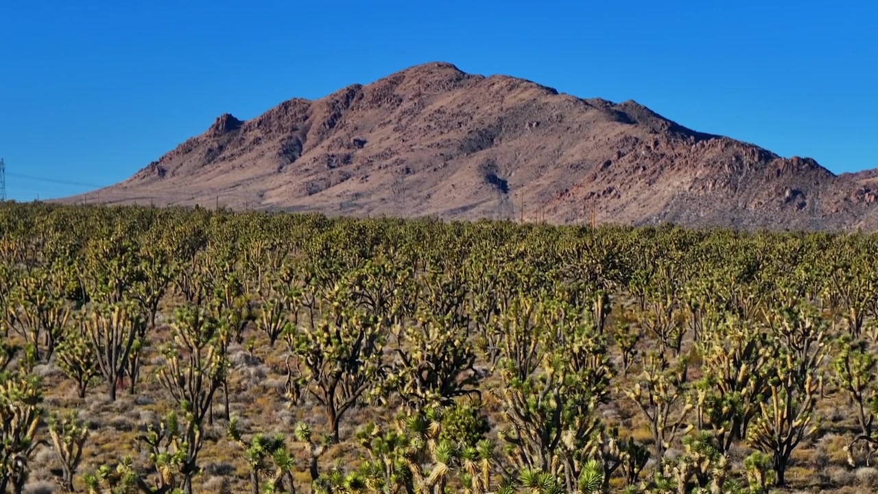 Yucca Trees mountain desert landscape electric towers Joshua Tree National Park California aerial drone San Fernando County Mojave Colorado Kelso Pinto Basin Dunes blue sky sunny afternoon upward