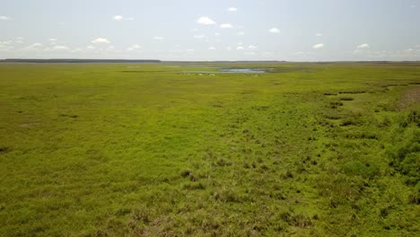 wetlands of northeast argentina shooted with drone