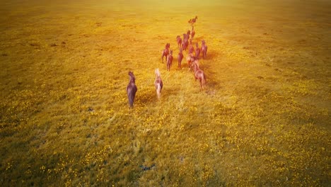 a herd of running horses at sunset