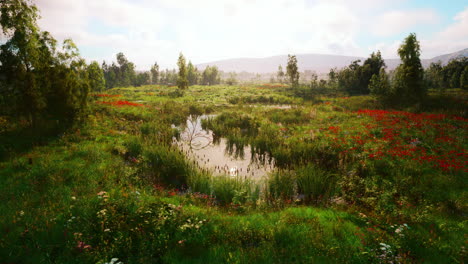 beautiful sunny meadow with a pond