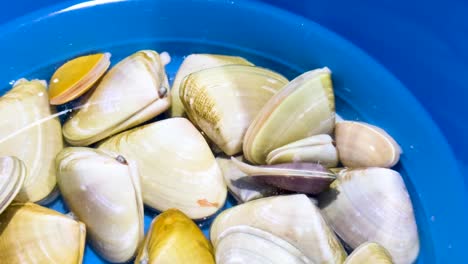 colección de conchas en un contenedor azul