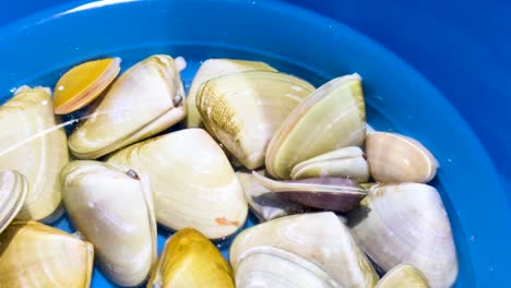 collection of shells in a blue container