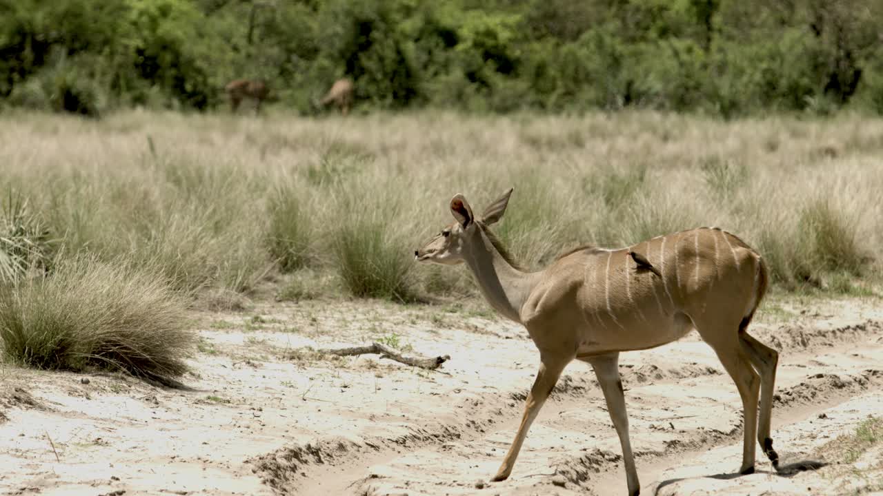 un pájaro da un paseo en kudu, botswana, áfrica