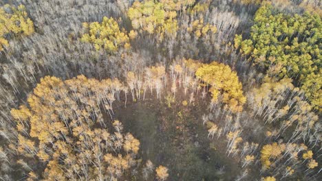 Drone flying very slowly forward above a deciduous autumn forest with some trees with yellow to orage leaves and other trees bare of leaves. Mist results in muted colors.