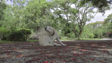 perro sentado y rascándose en el camino