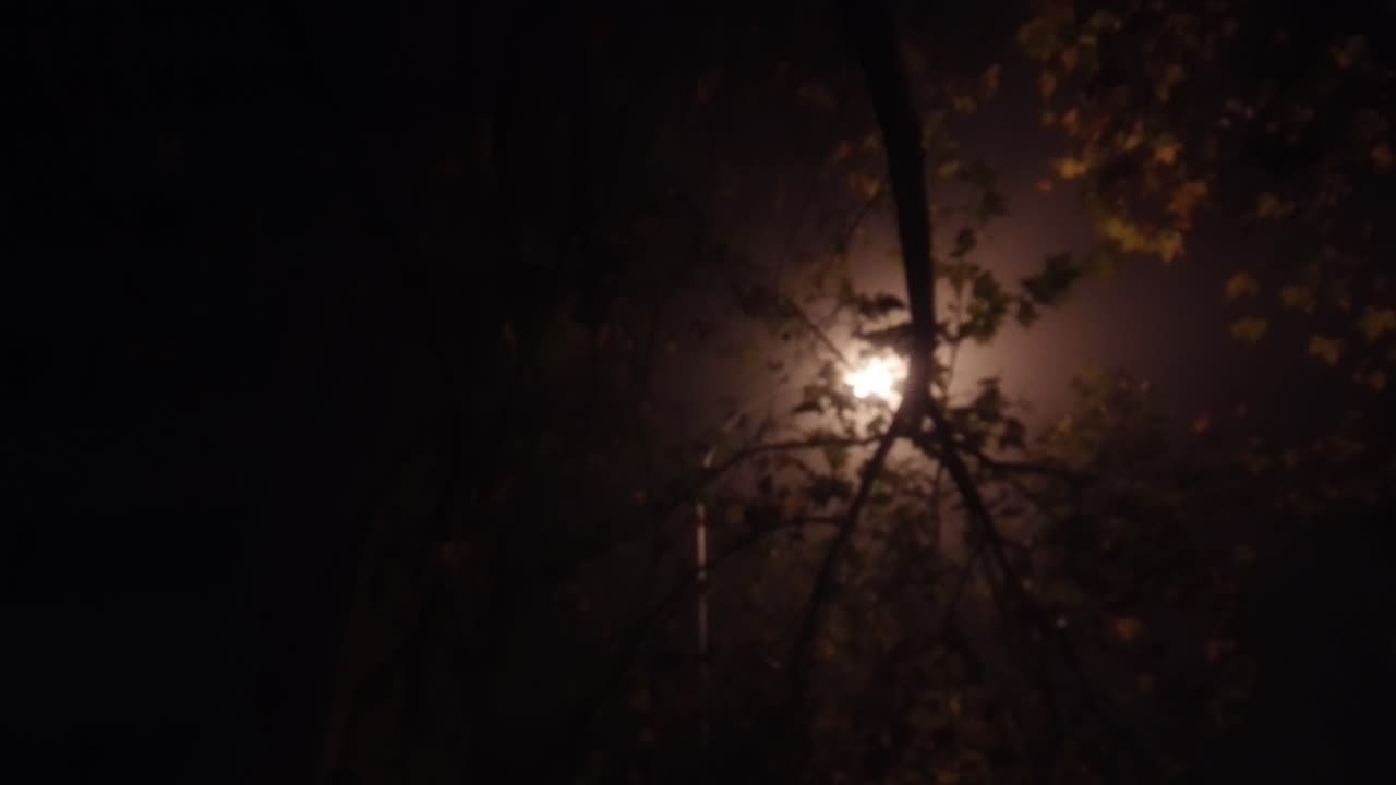 A dreamlike shot by night of a lamppost taken from under a tree