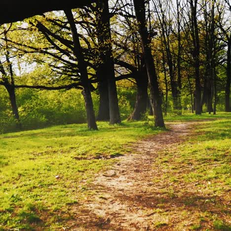 a path in a beautiful spring forest 1