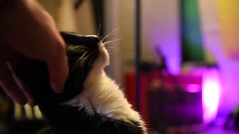 acariciando a un pequeño gatito blanco y negro muy lindo que vive en un estudio de grabación