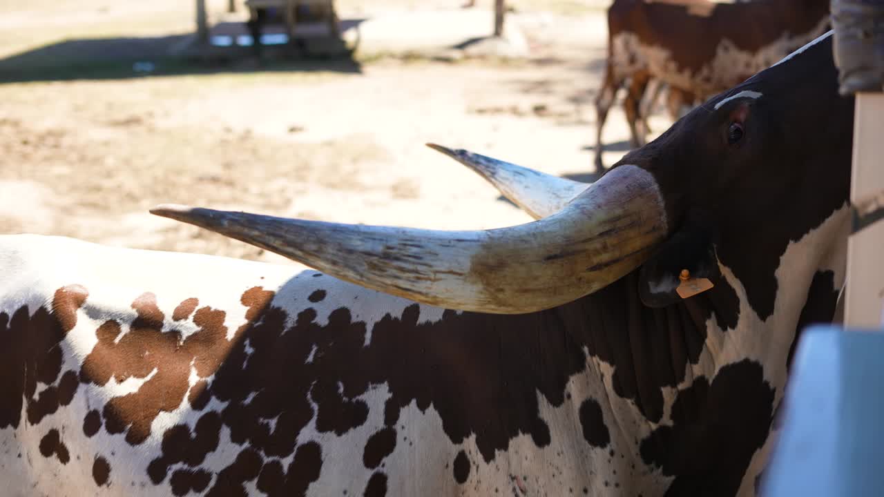 watusi de cuernos largos en un safari africano con gente masticadora, watusi ankole marrón
