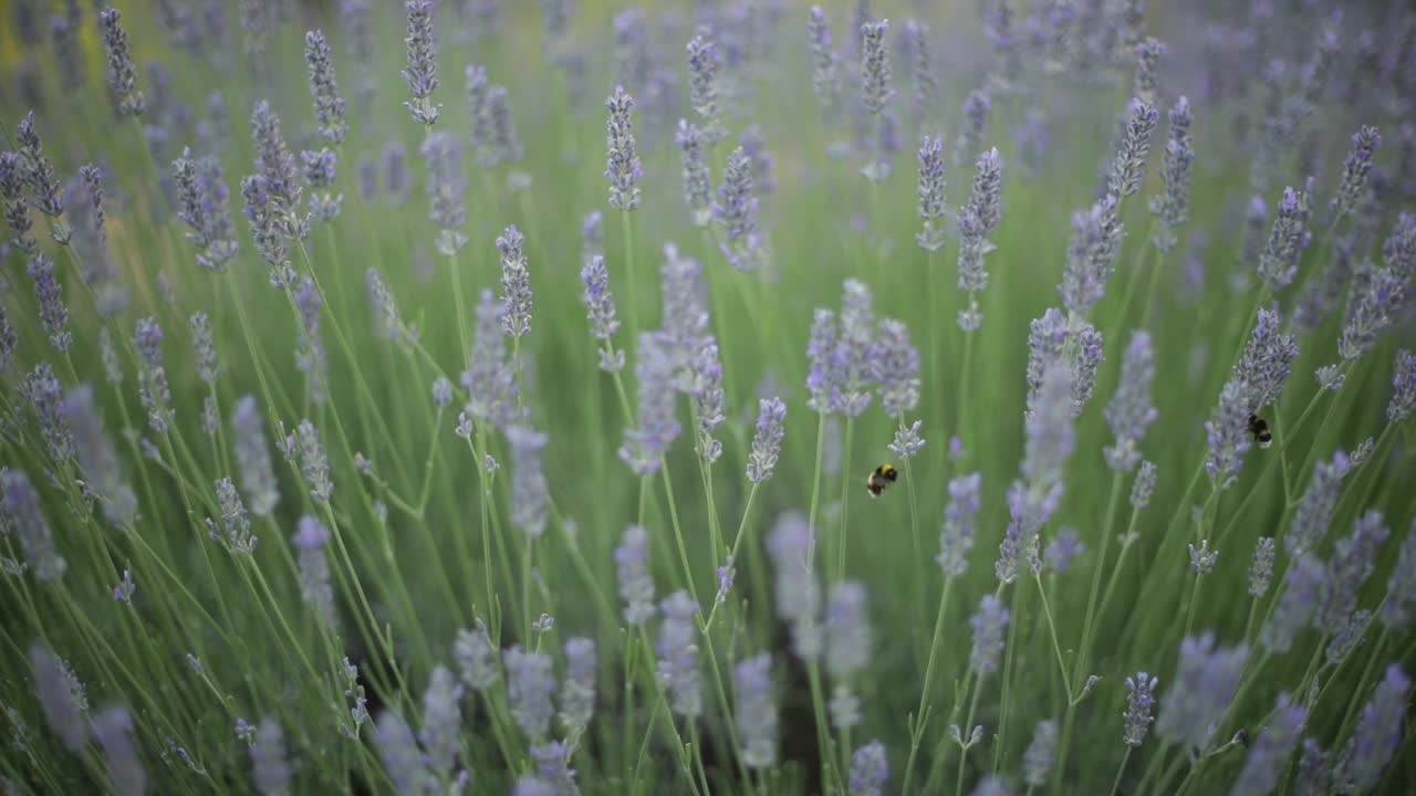 Un bombo che vola nella lavanda