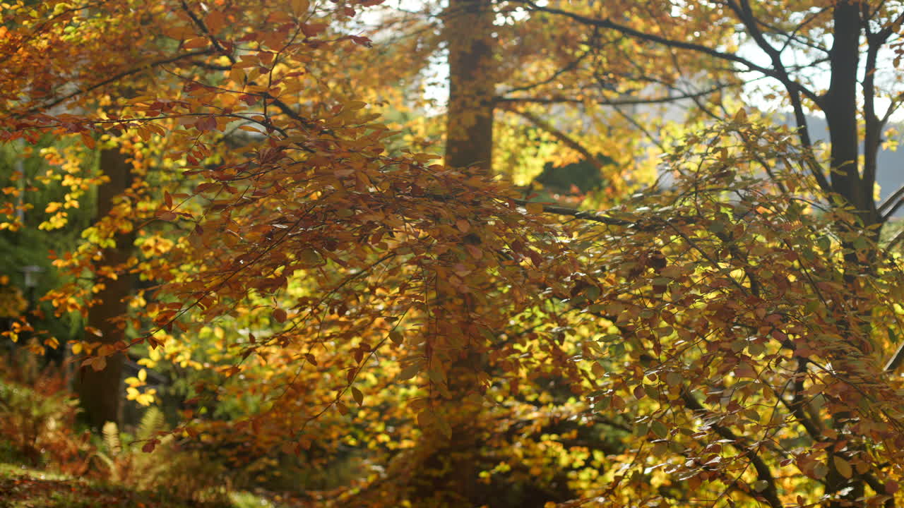 Branches sway lightly as warm sunlight filters through on a beautiful autumn day