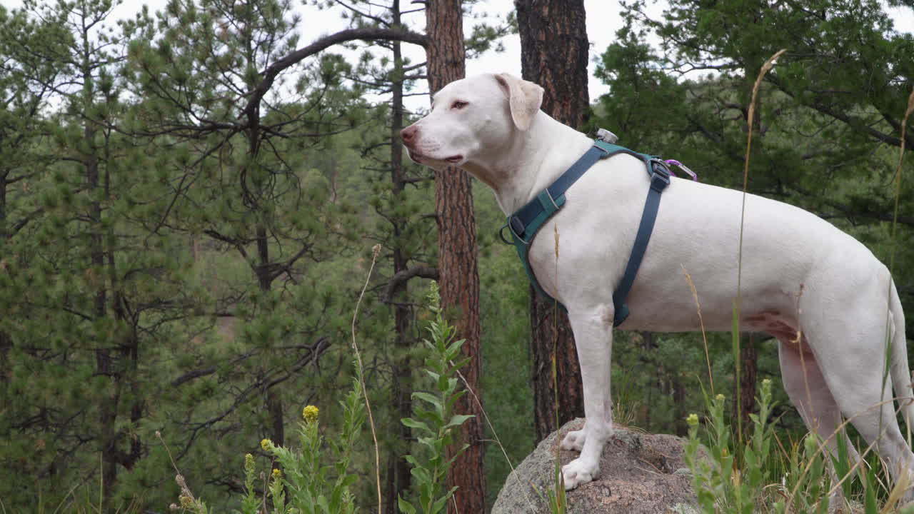 A white dog takes a break during hike in woods and stands on rock and looks out into the wilderness.