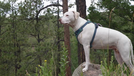 a white dog takes a break during hike in woods and stands on rock and looks out into the wilderness.