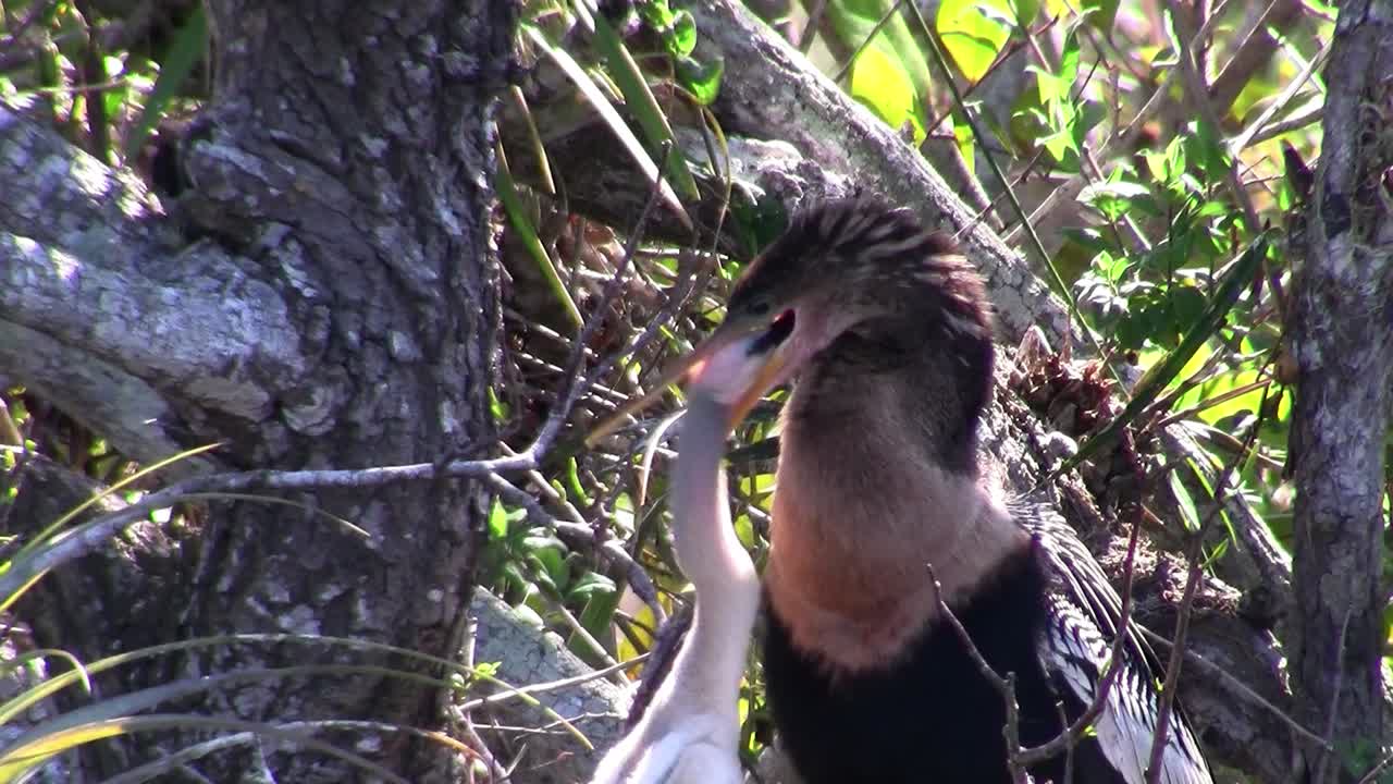 un pájaro tipo garza regurgita una comida para sus crías
