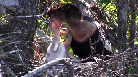 un pájaro tipo garza regurgita una comida para sus crías