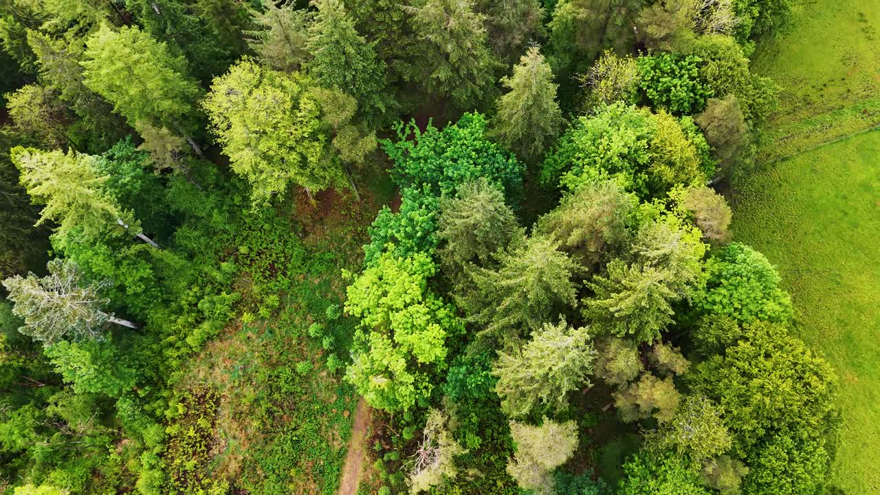 Drone flying, following path leading into woods, over treetops