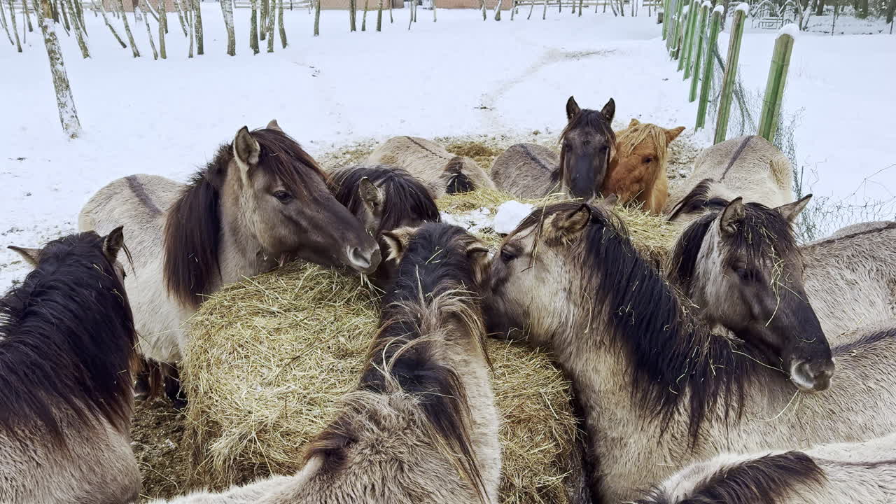 Koně se shromažďují kolem balíku sena na zasněženém poli v zimě na farmě.