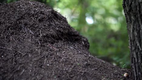 huge black ant nest in the forest