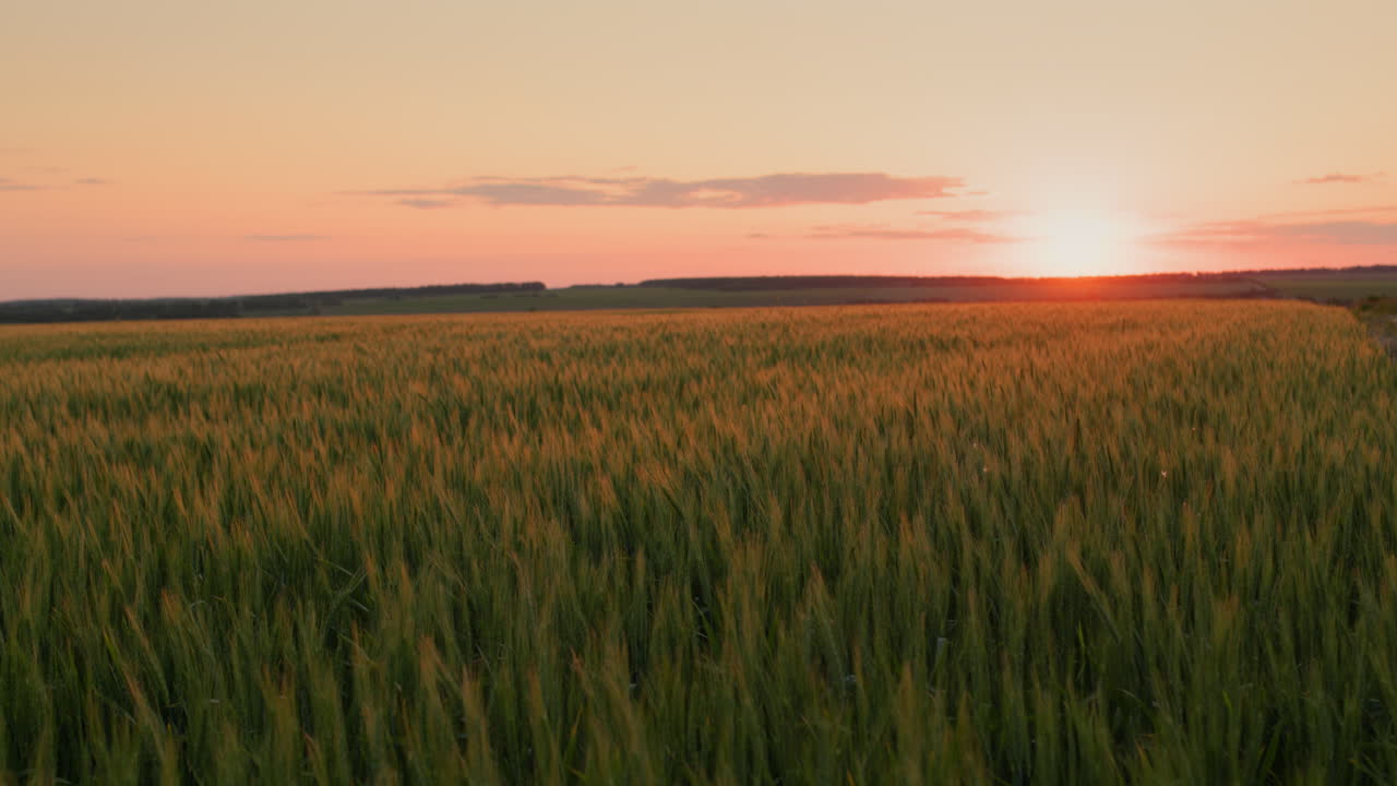 Picturesque sunset landscape over wheat field