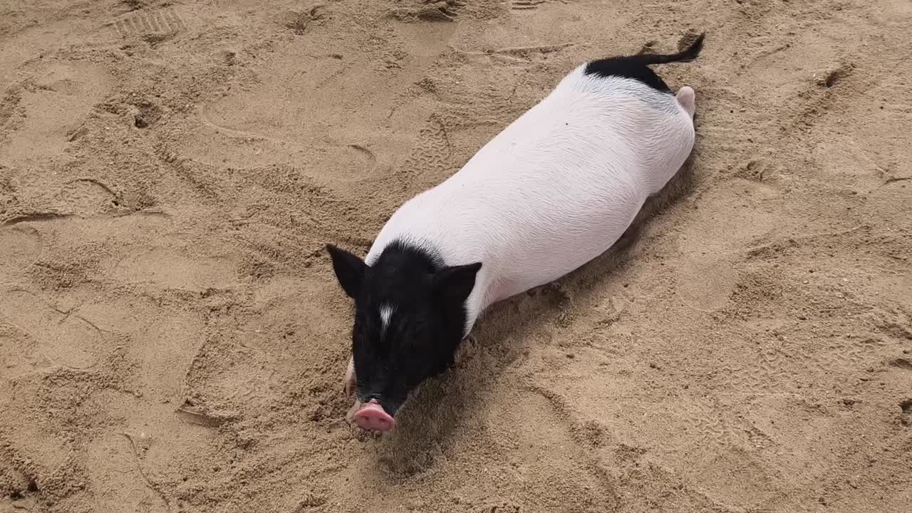 모래에 누워있는 돼지