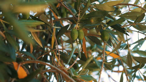 Olive-tree