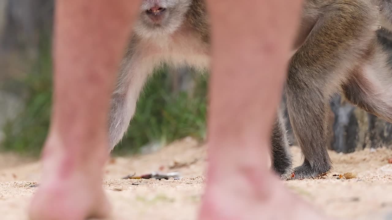 원이는 모래 해변에서 관광객들 사이를 탐험합니다.