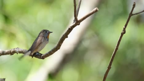 seen facing towards the right looking around and chirping as it wagss its tail during a hotand windy day, red-throated flycatcher ficedula albicilla, khao yai national park, thailand