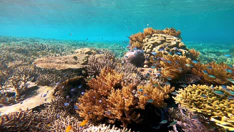 stunning corals on a shallow reef in indonesia