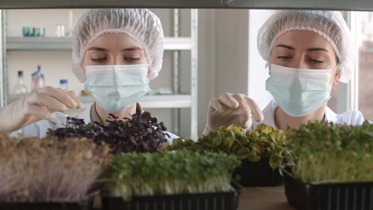 científicos que inspeccionan los microgreens en un entorno de laboratorio