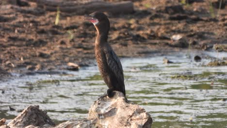 cormorant chilling on lake area