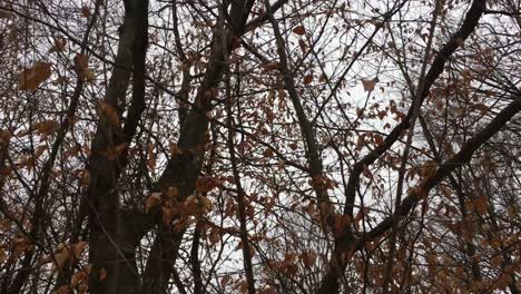 Walking-on-a-forest-road-with-trees-on-focus,-winter-season