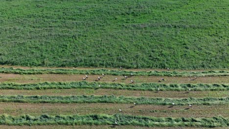 Drone-Aéreo-Disparó-Sobre-Cigüeñas-En-Campo-De-Hierba