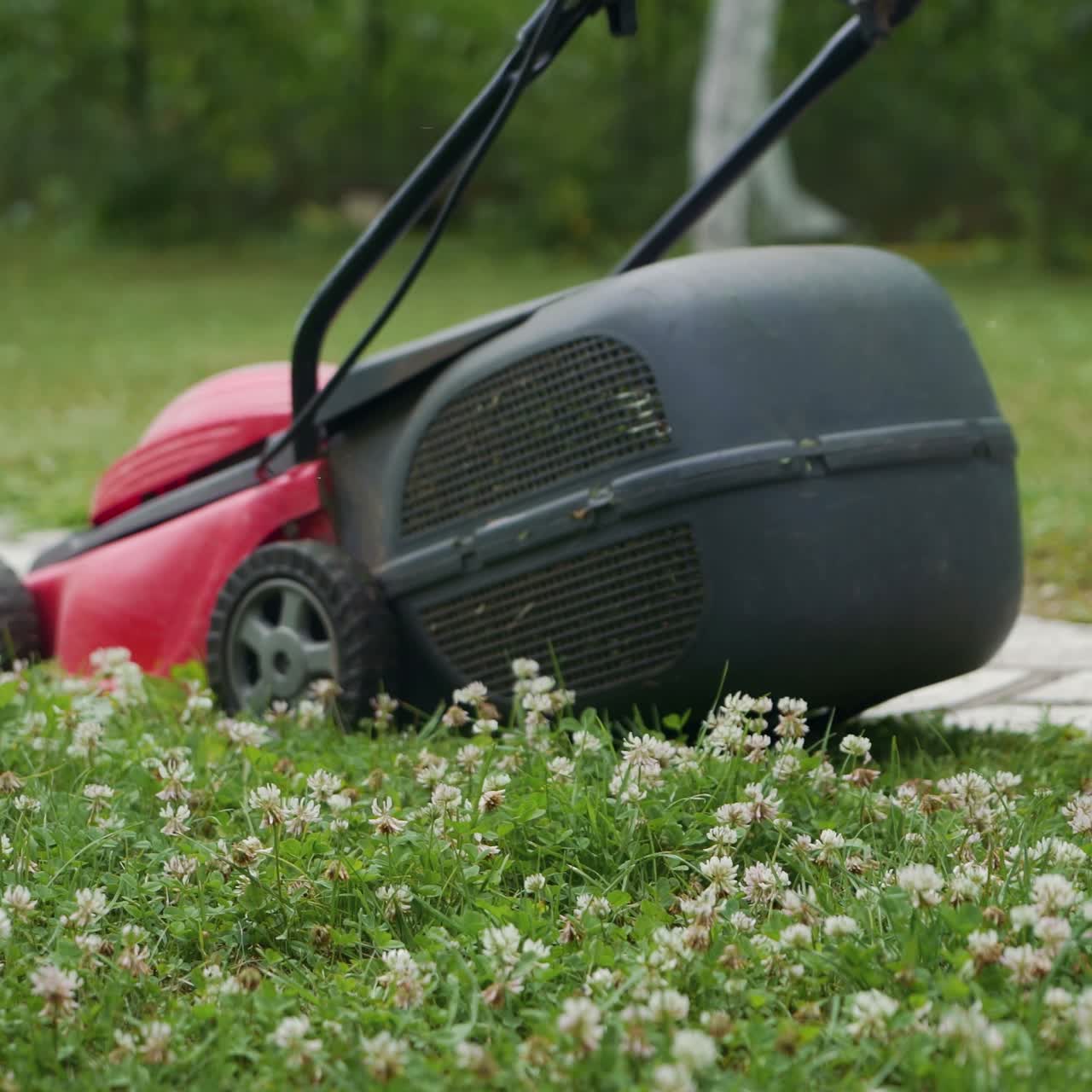 Close-up of mowing the lawn. Female Mowing Lawn in Suburbs.