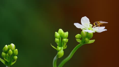 el video captura una mosca amarilla en las flores blancas de la trampa de moscas de venus