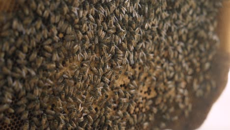 Colonia-Europea-De-Abejas-Melíferas-Apis-Mellifera-Apis-Florea-Dorsata-Cerana-Abejas-Melíferas-Construyendo-Un-Panal-De-Miel,-Primer-Plano