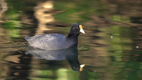majestic fulica leucoptera bird swimming in clear lake during sunlight. sun reflection on water surface - close up track shot