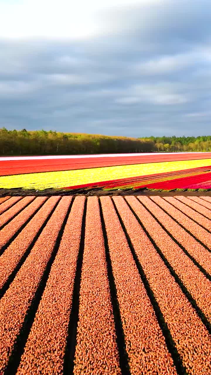 Colorful Tulip Fields from Above