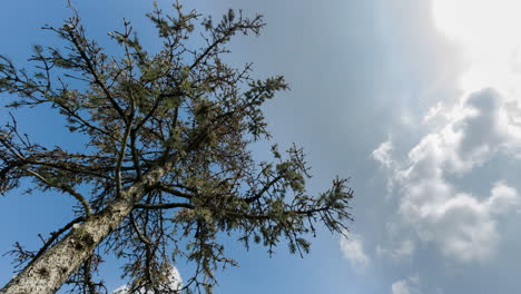 Statische-Ansicht-Einer-Kiefernpflanze-Mit-Weißen-Wolken-Und-Blauem-Himmel-An-Einem-Schönen-Sonnigen-Tag---Zeitraffer,-Aufnahme-Aus-Niedrigem-Winkel