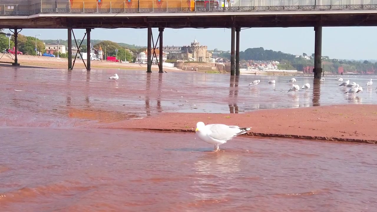 Ripresa esterna in slow motion dal basso cattura un gabbiano reale che beve acqua dolce da un ruscello che scorre sulla sabbia rossa sotto una struttura di un molo marittimo a Paignton Beach nel Devon, Inghilterra.