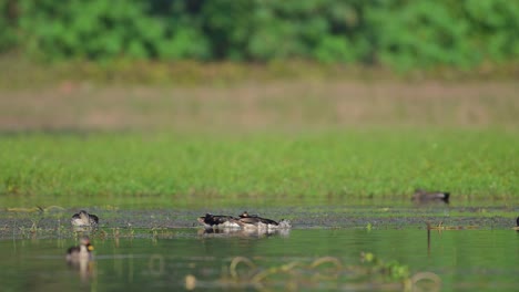 Knob-billed-ducks-Feeding-in-Morning